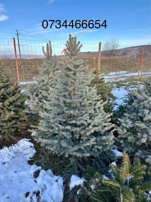 Brad verde Brad argintiu