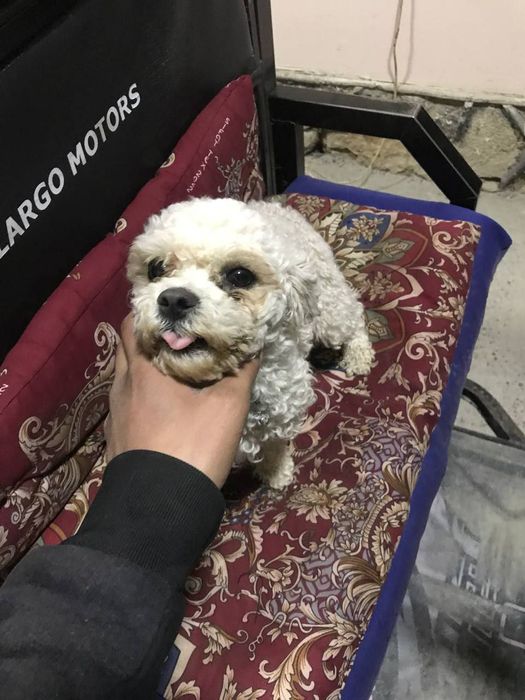 Itimiz soğlom emlangan manzil buxoro