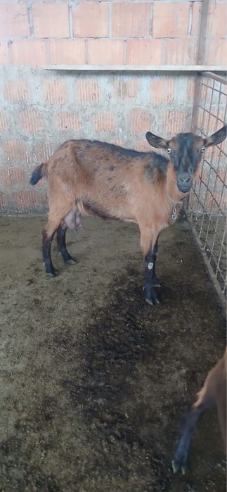 Capra Alpina Franceză cu tapisoar sau fara