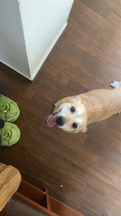 Ofer servicii plimbat caini/bona pentru animale