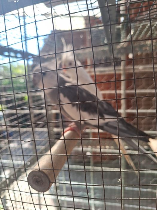 Papagali rosella și kakariki