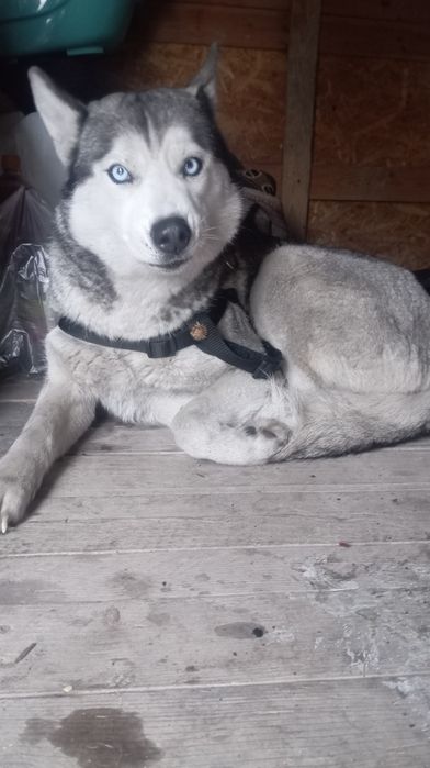 Продам Хаски сабака