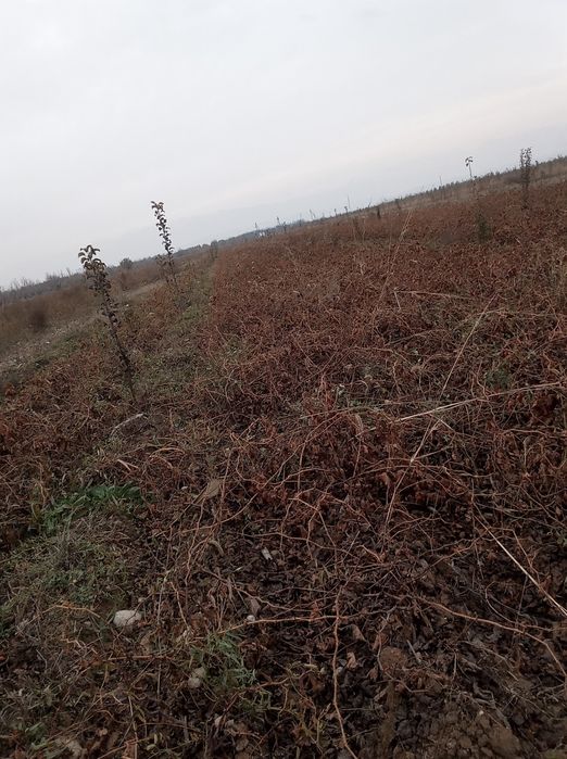 Soʻrtavoy soʻrtiga garangiya