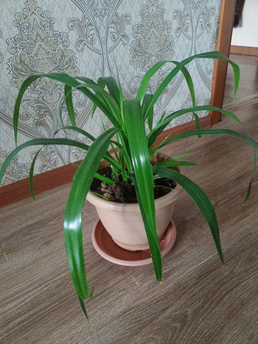 Продам цветы  молочай, аспарагуси алоэ