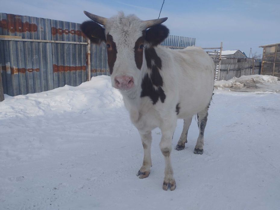 Телка 1.5 на развод