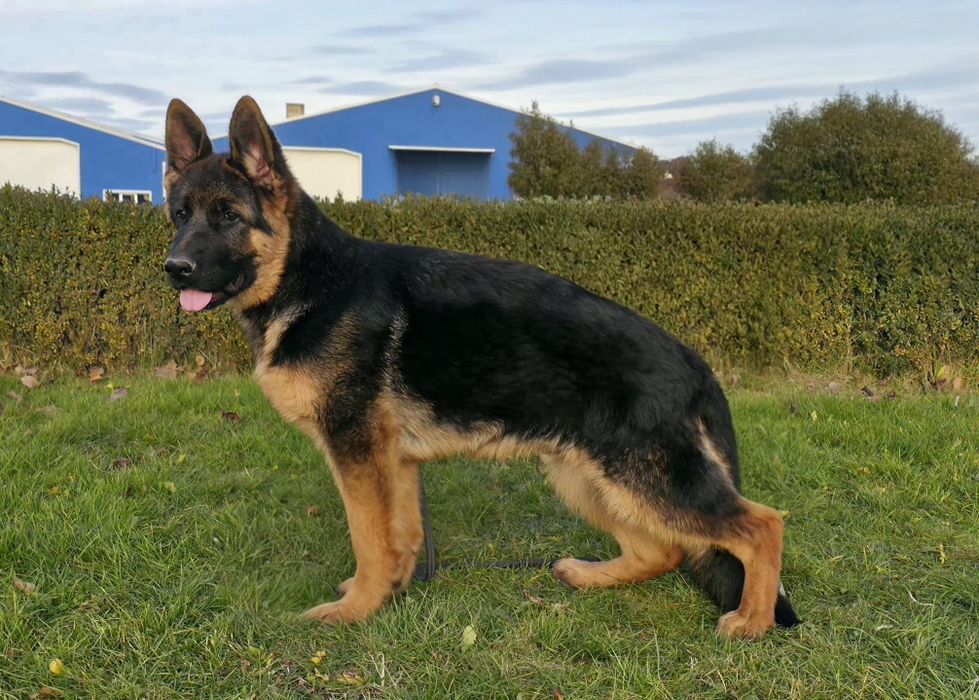 Canisa von Bad-Box  vinde Ciobanesc German.