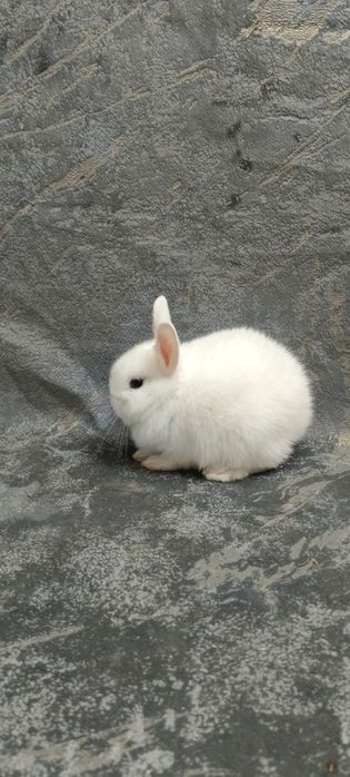 Дикаративный карликовый кролики