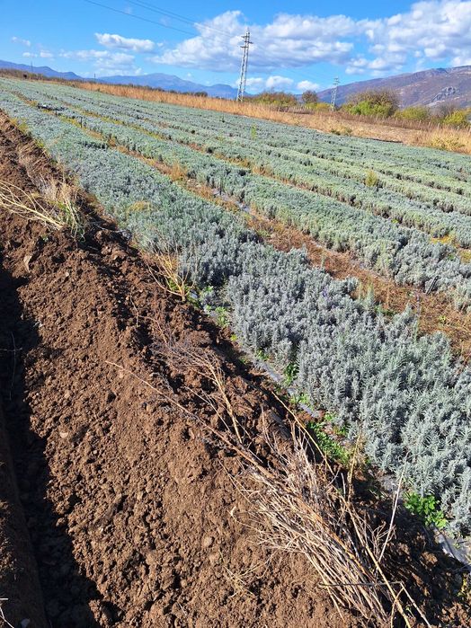 Разсад лавандула