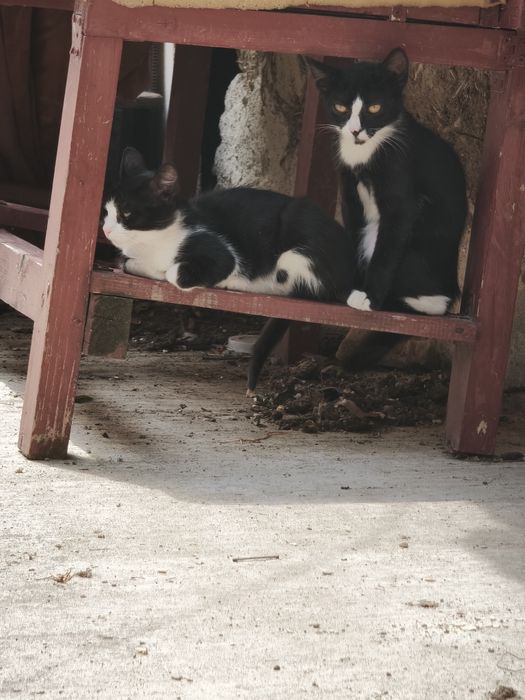 Pui de Pisoi vanzare
