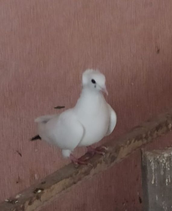 Продаю голубку чернашевка