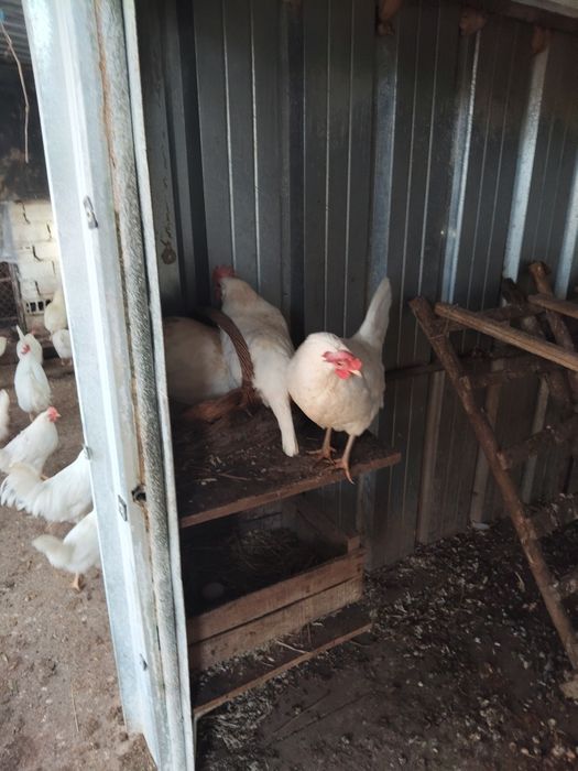 Разплодни яйца от бял легхорн