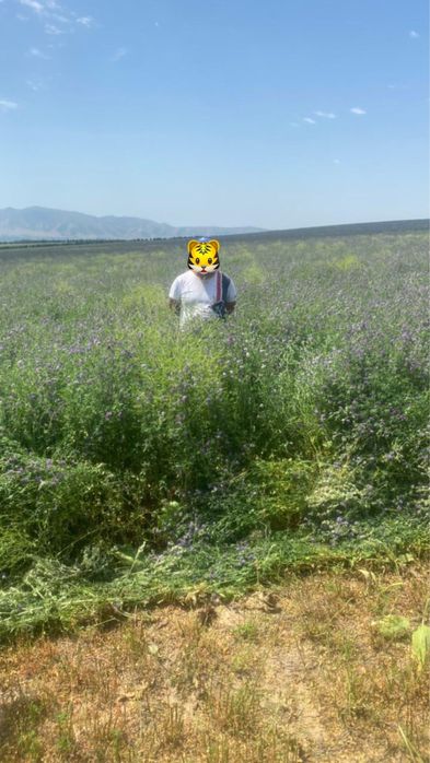 Жонышка урык (семена люцерны)