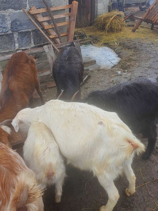 Vind 4 capre de rasa