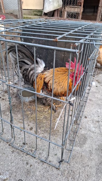 Perechi de gainusi pitici.