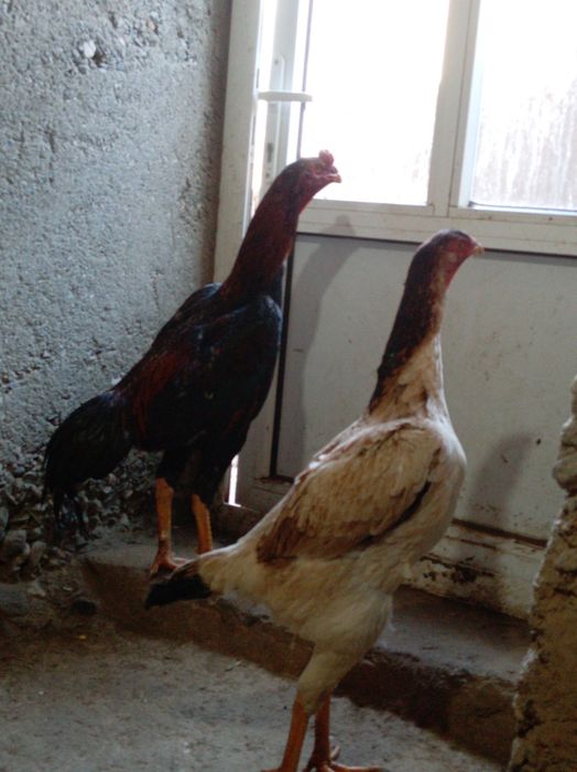 Yoshiga tuldi makiyon