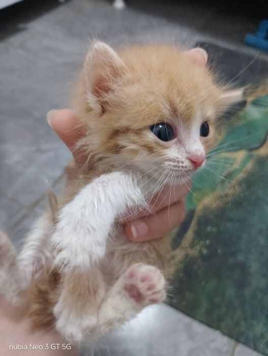 Отдам даром котят