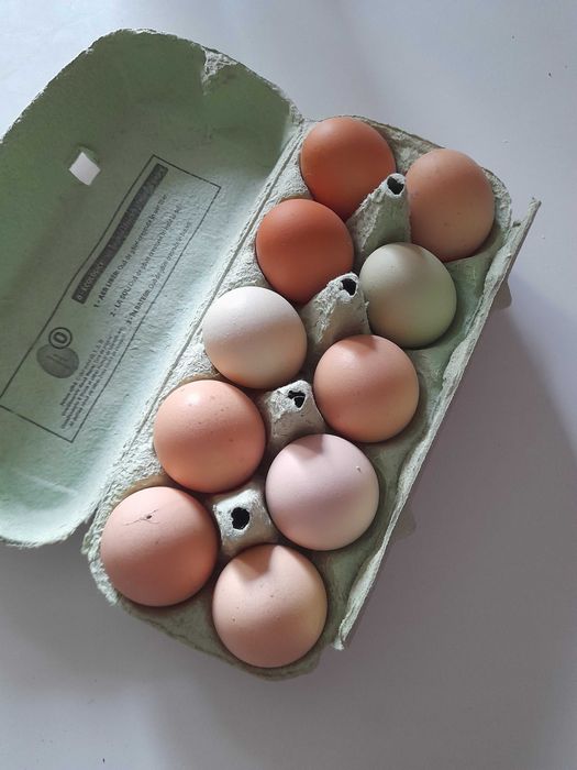 Oua prospete de gaina