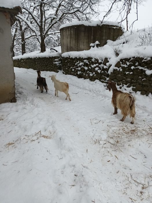 Vând capre tinere gestante