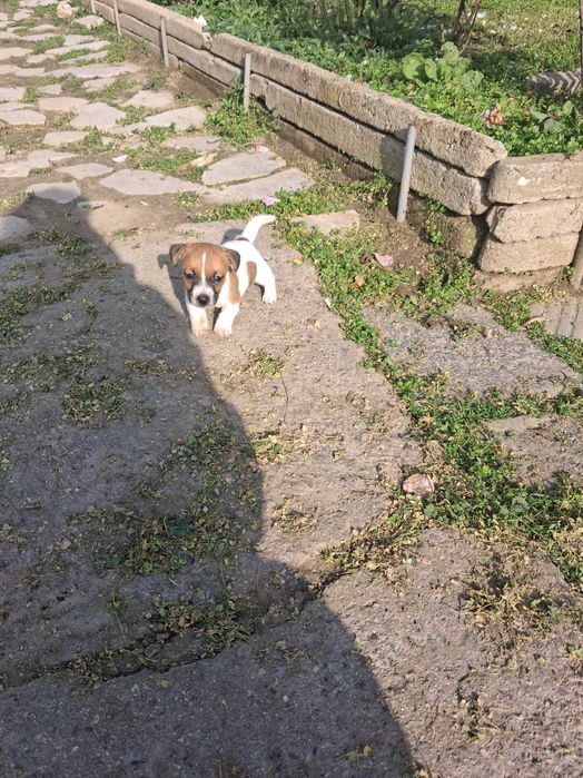 Джак ръсел мъжко и женско