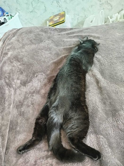 Отдам черного кота