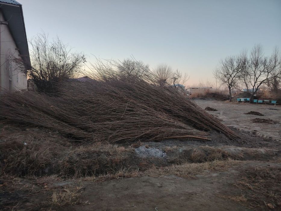 Tut kuchat, тут кучати, тут, пилла, tut, nixol, тут нихоли