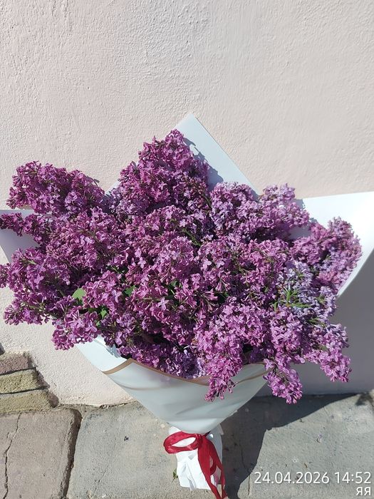 Продам сортовую сирень на срез