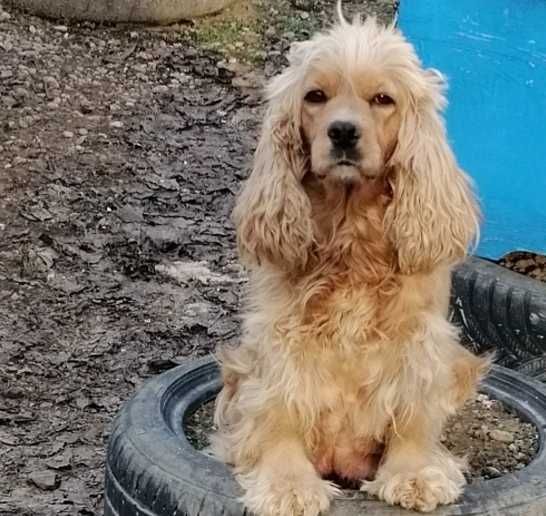 Американски кокер шпаньол