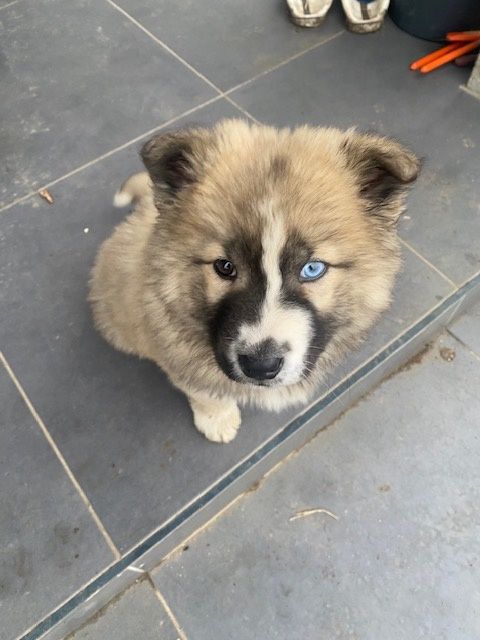 Cățel de rasa pui 900 lei