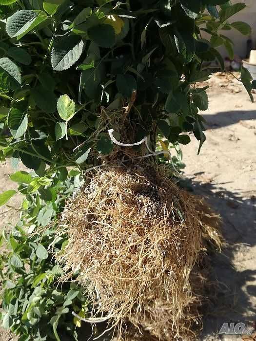 Разсад маслодайна роза