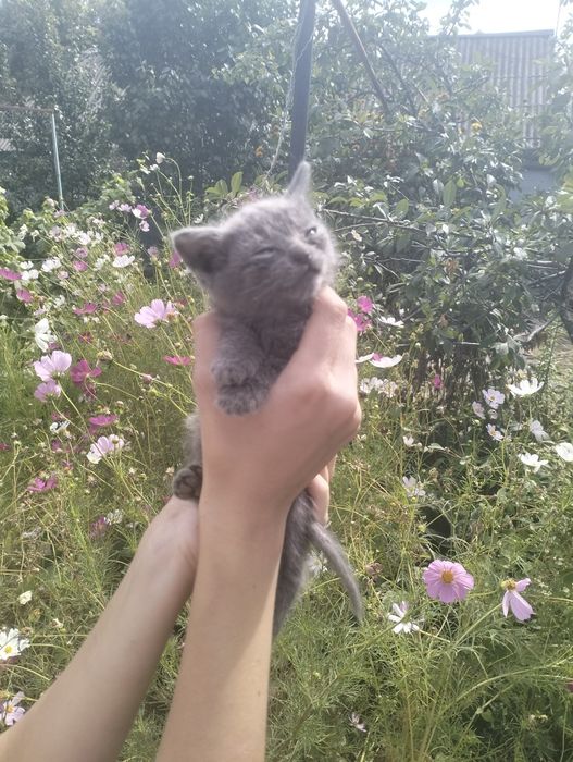 Отдам котят в хорошие руки