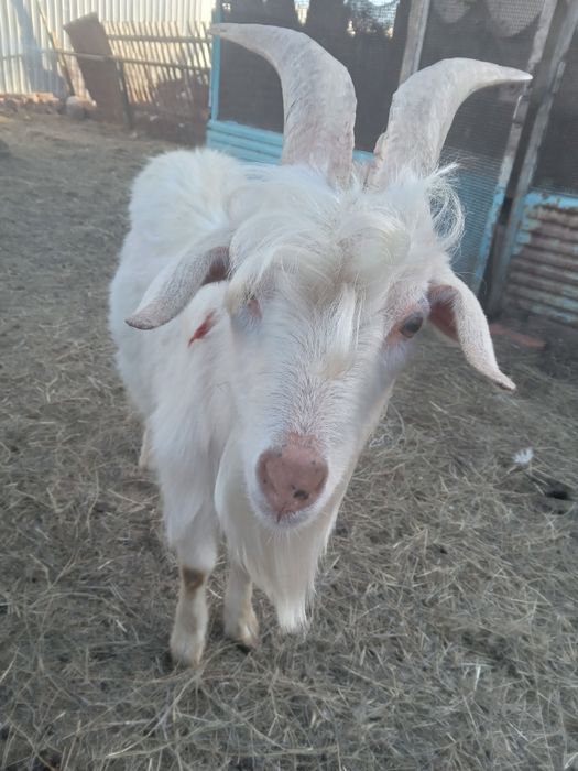 Козы козлята козел