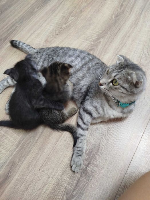 Продам котят- мальчиков