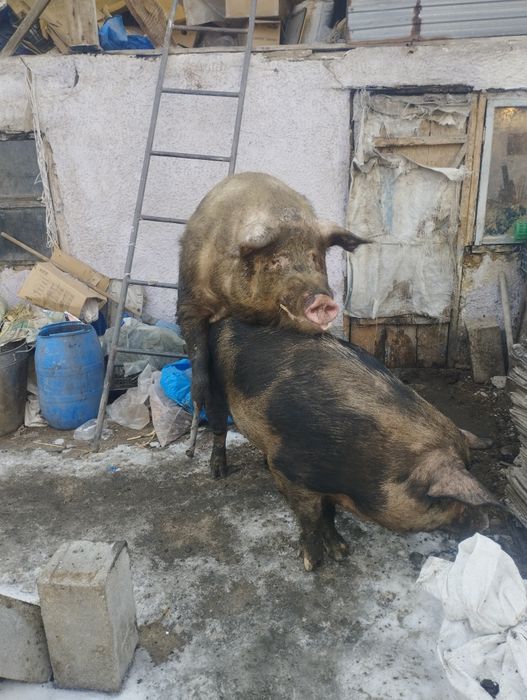 Продам рабочего кабана