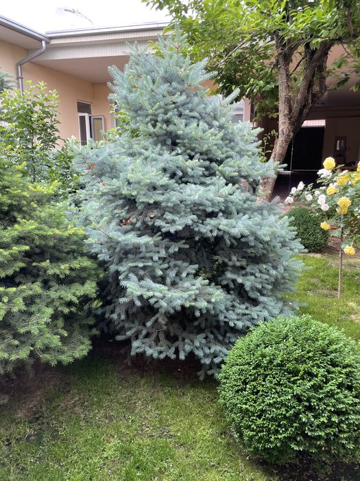 Продам галубой ель