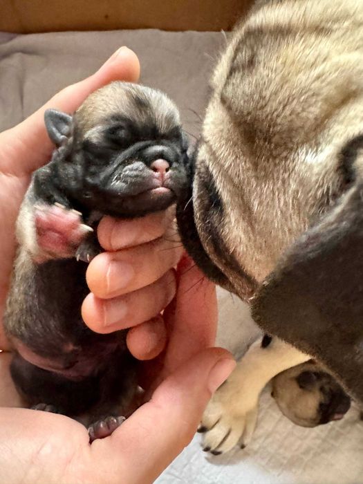 малыши мопса на брони