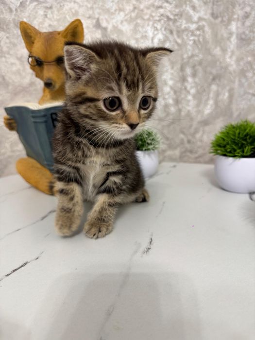 Продам котят шотланцы