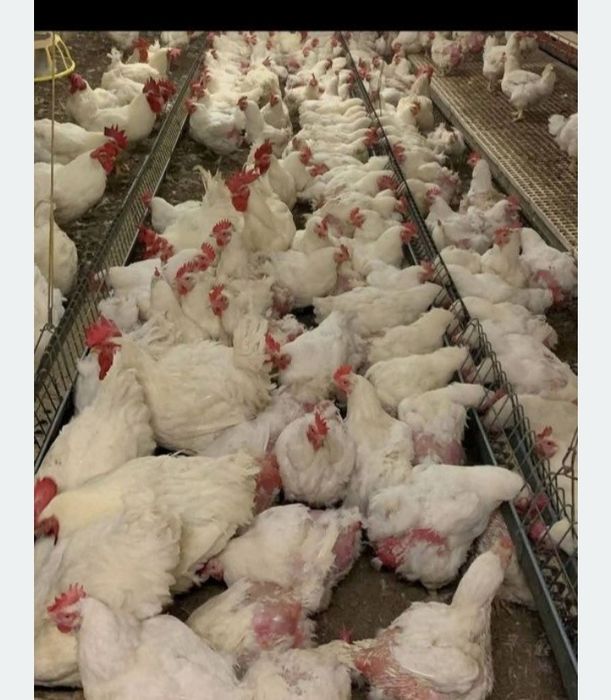 Găini albe de carne livrare gratuita la domiciliu dumneavoastră