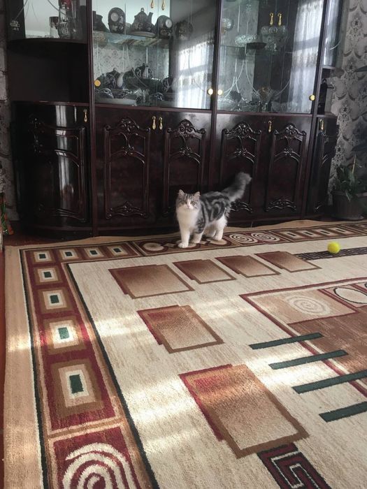 кот на вязку приглашает к себе невесту