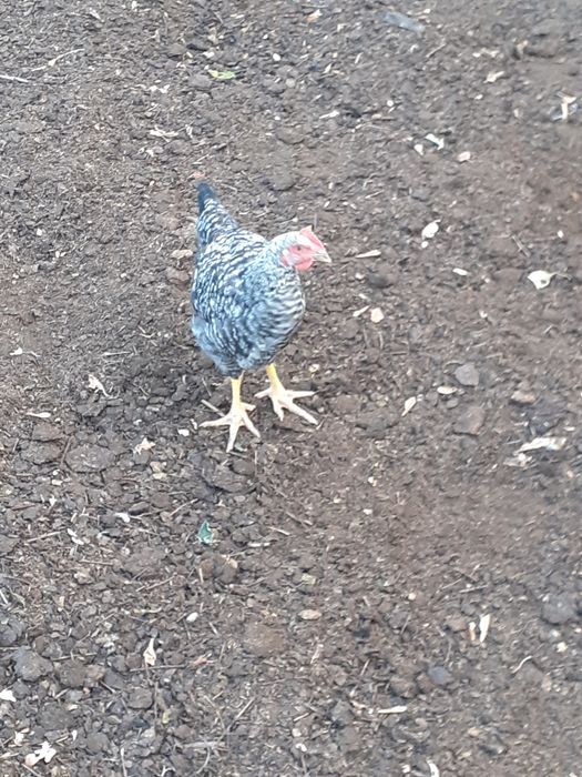 Продам петушков порода даминант