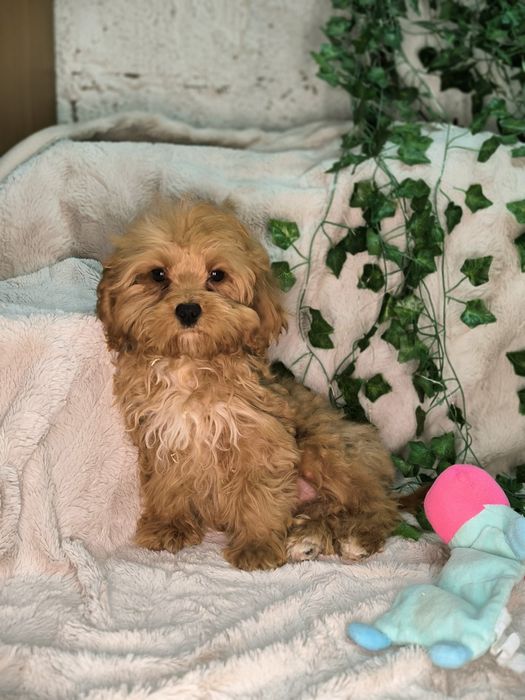 Vand fetita Cavapoo  red F1