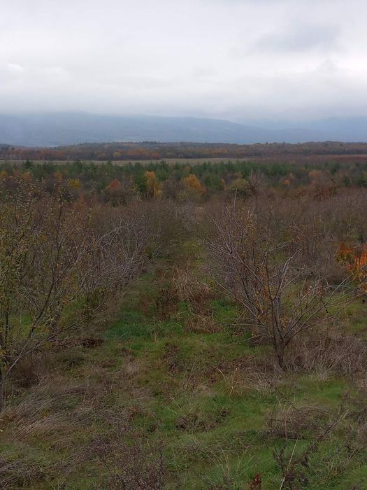 Продава се Земеделски имот в с. Мазарачево, Област Кюстендил -  кв.м за 2733 €/дка - Снимка #1