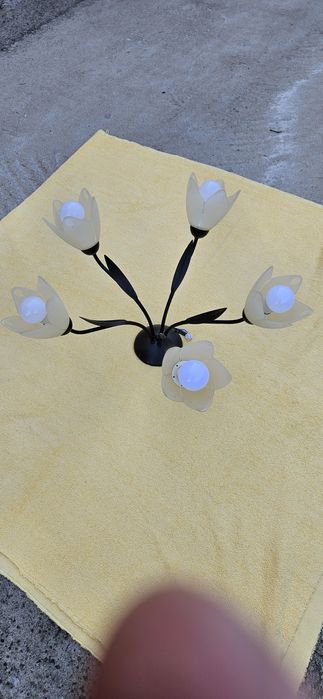 Полилей - с пет крушки