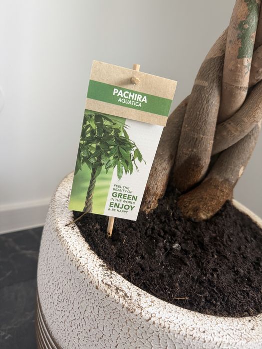 Vand planta interior