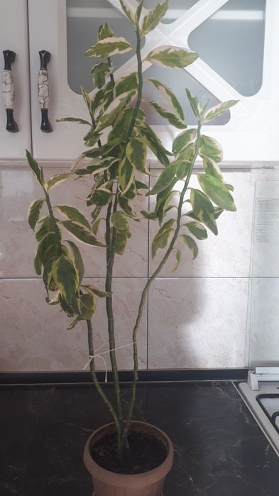 Цветы комнатные продам