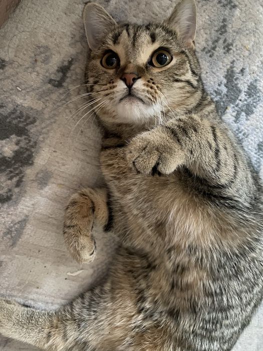 Кошка отдам даром