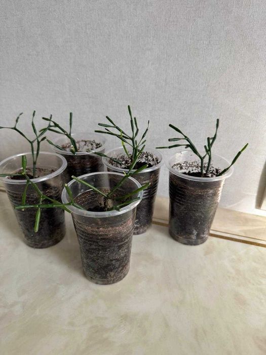 Комнатные цветы: Долларовое дерево, Хатиора