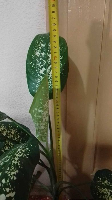 Дифенбахия --Дифенбахия --