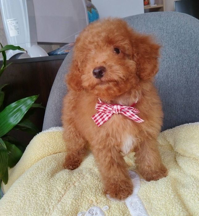 Мини пудел/Mini poodle момченце