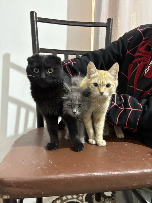 Кошки красивые .