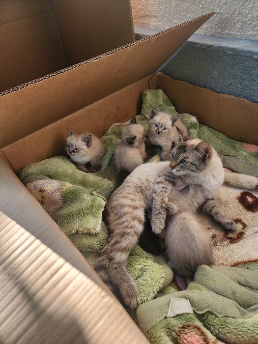 Котята сиамские 10000